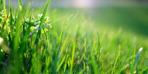 Мифы о газонной траве: топ 7