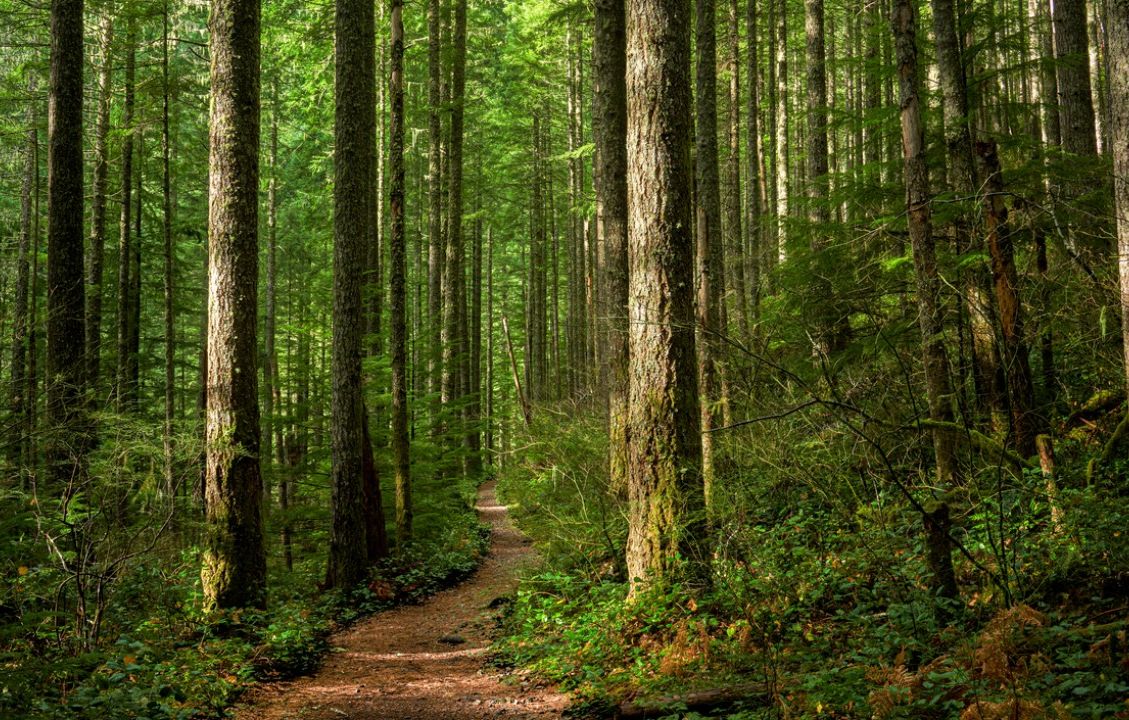 IKEA викупила 4500 га лісу в американській Джорджії, щоб врятувати його від знищення