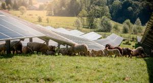 Крупнейшую солнечную электростанцию мощностью 11,5 МВт установили в Австрии на овечьей ферме